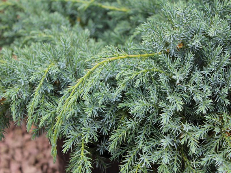 Juniperus Squamata Blue Carpet