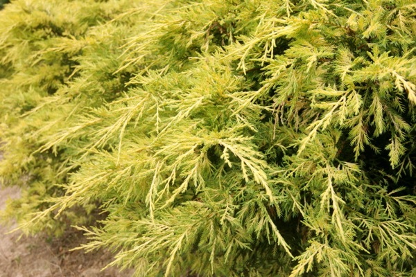 Juniperus x Pfitzeriana Old Gold