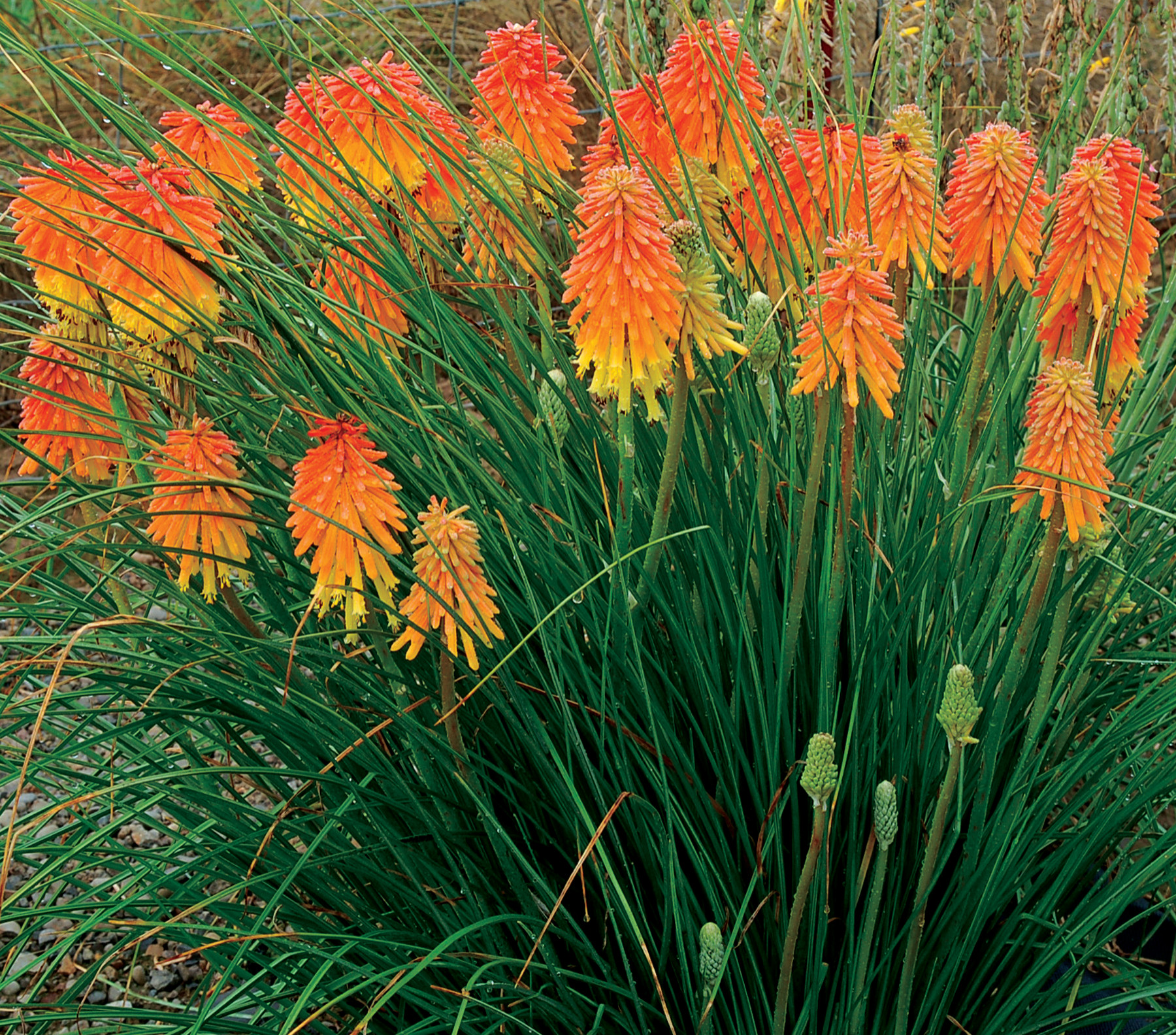 Kniphofia Ssp.