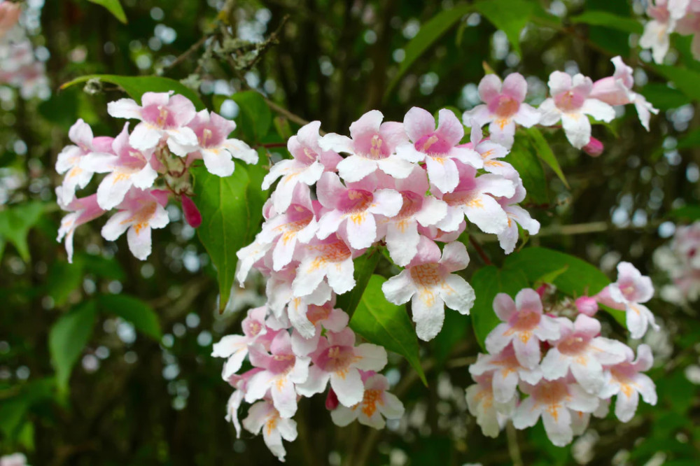 Kolkwitzia Amabilis Pink Cloud
