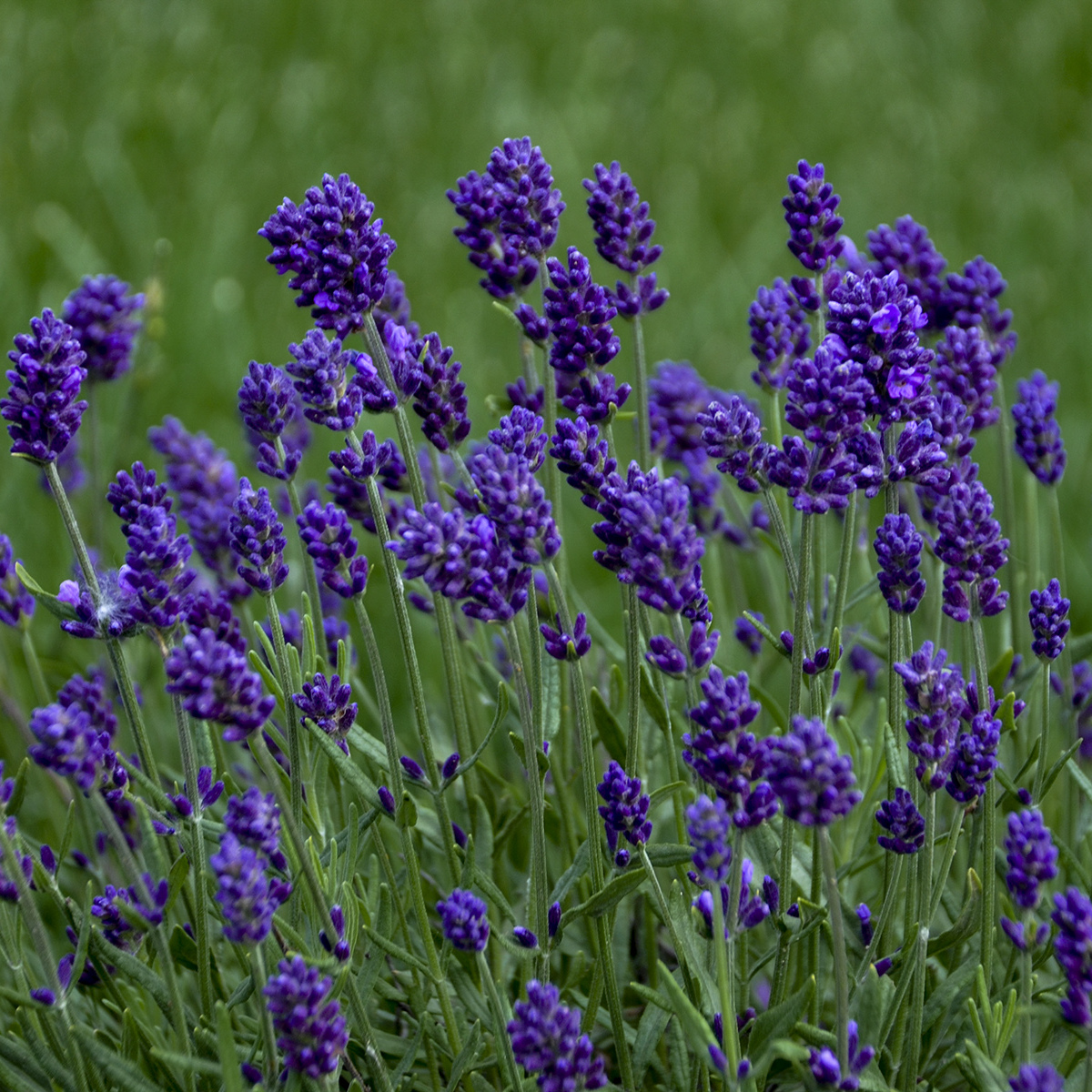 Lavandula Angustifolia Ssp.