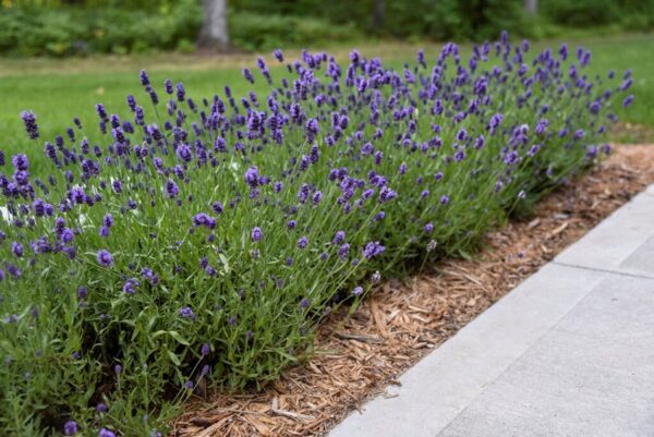 Lavandula Angustifolia Ssp. - imagine 2