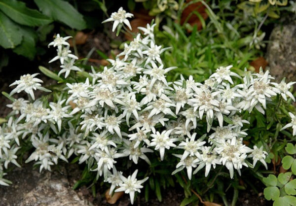 Leontopodium Alpinum