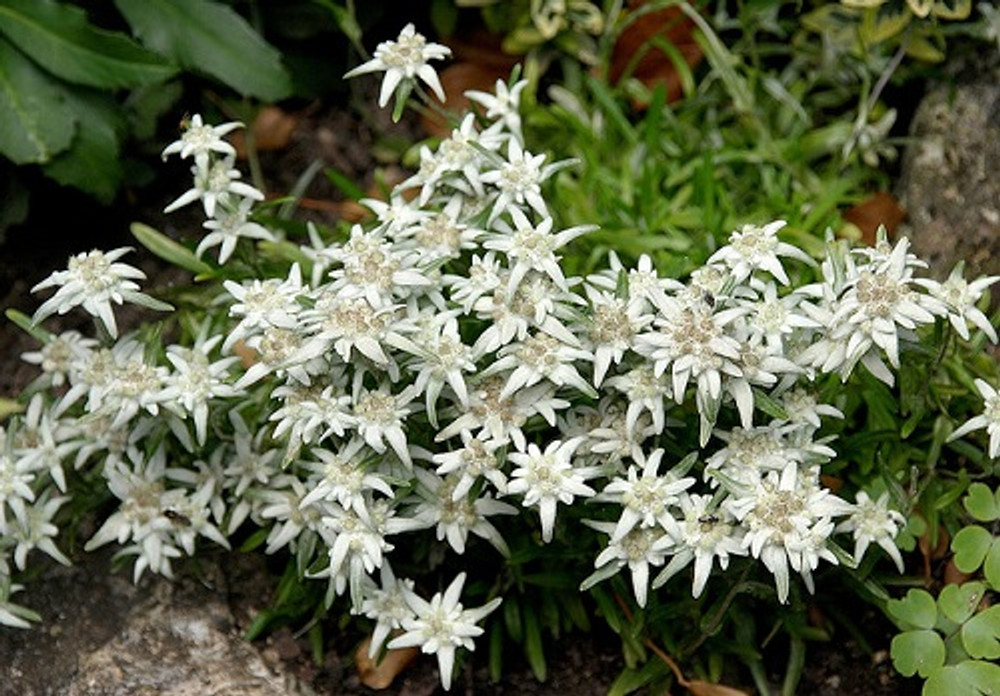 Leontopodium Alpinum
