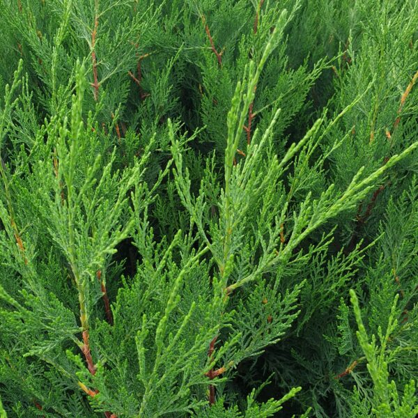 Cupressocyparis Leylandii