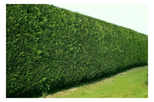 Cupressocyparis Leylandii - imagine 2