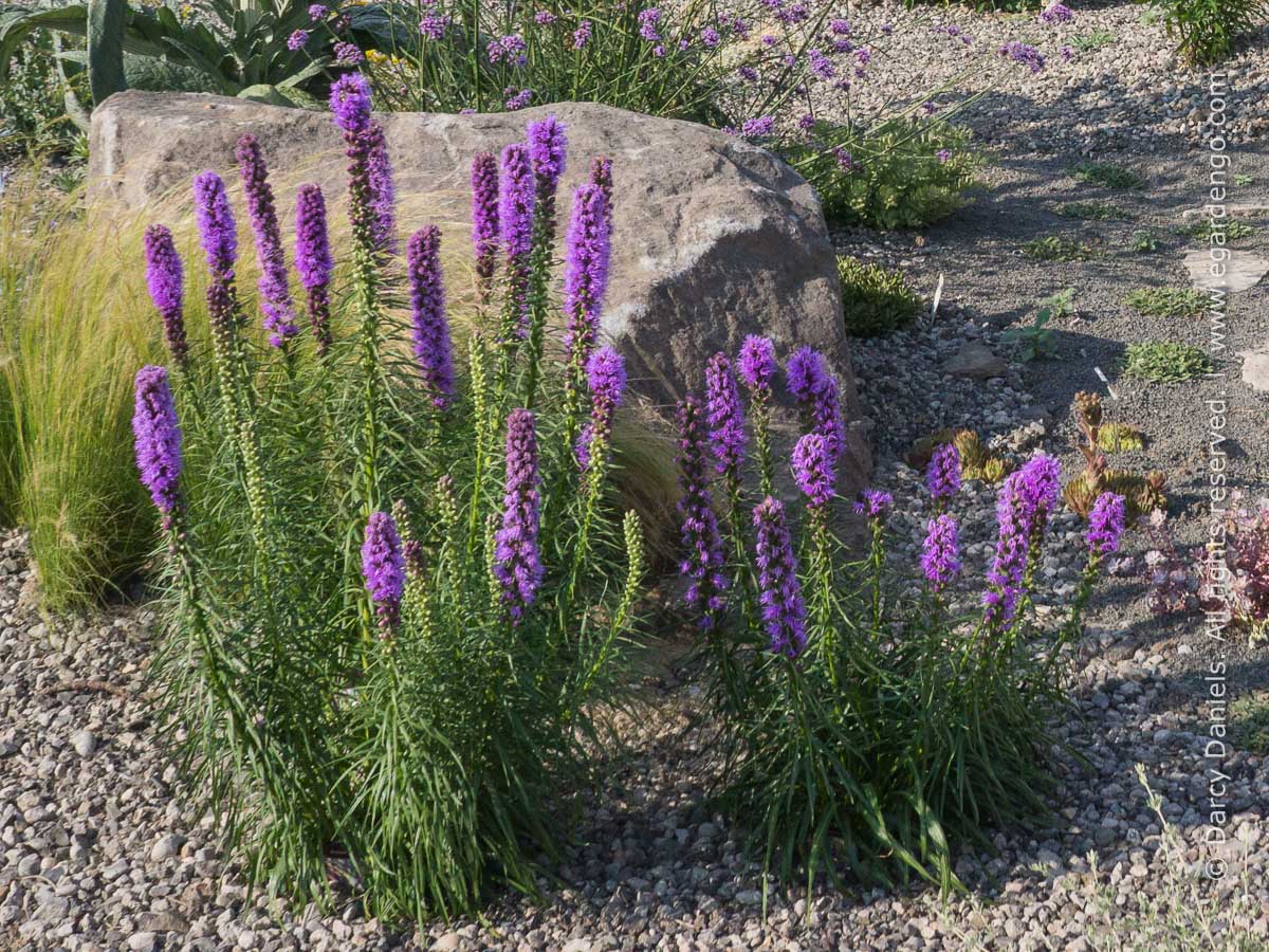 Liatris Spicata Ssp.