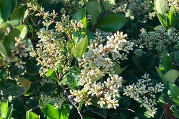 Ligustrum Japonicum