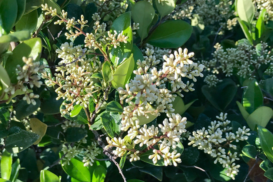 Ligustrum Japonicum