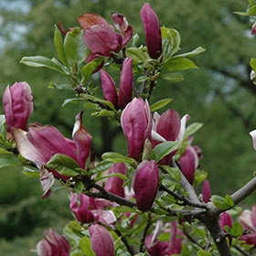 Magnolia Liliflora Nigra