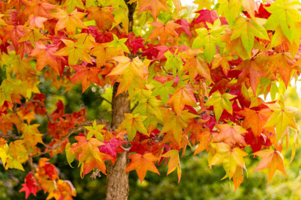 Liquidambar Styraciflua - imagine 2