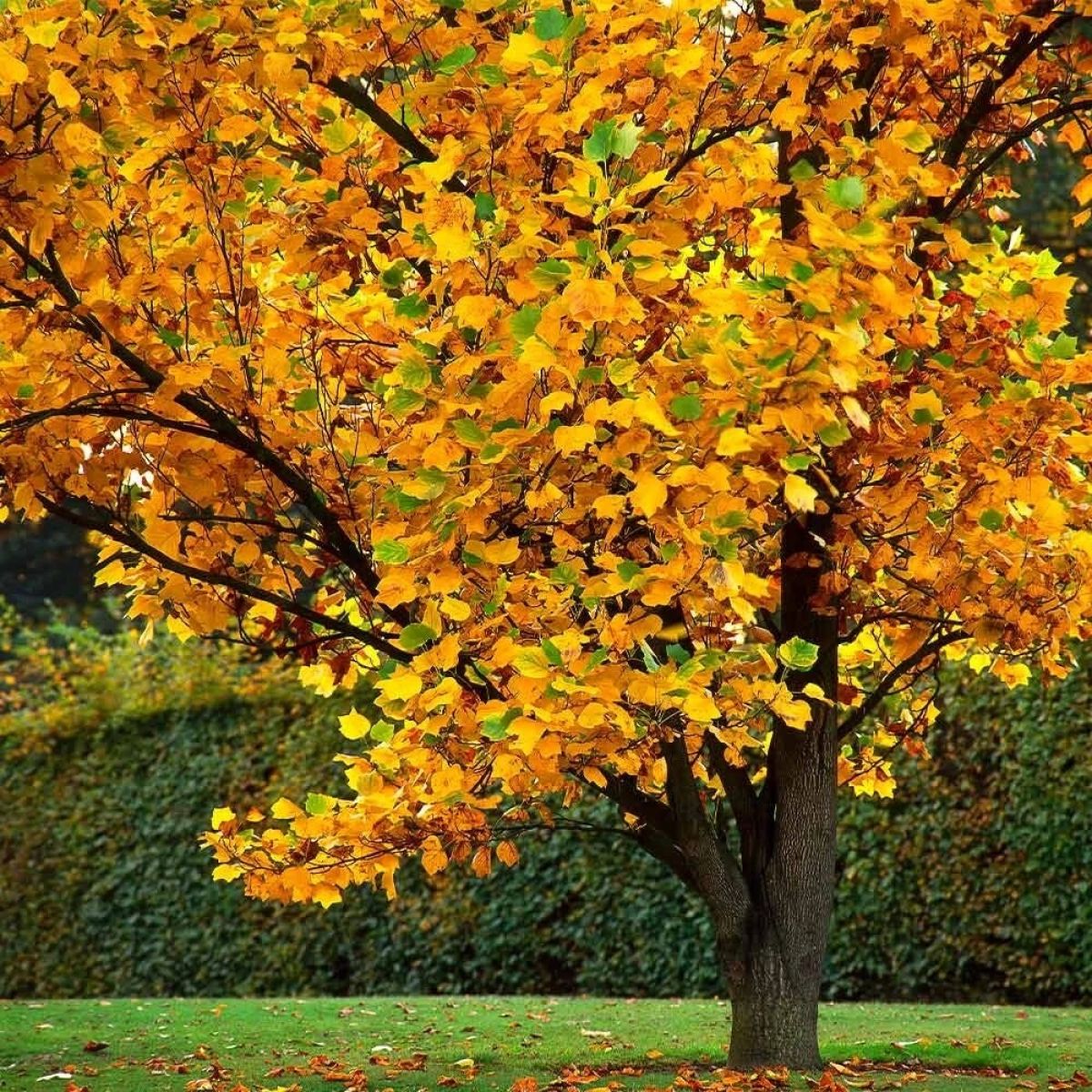 Liriodendron Tulipifera
