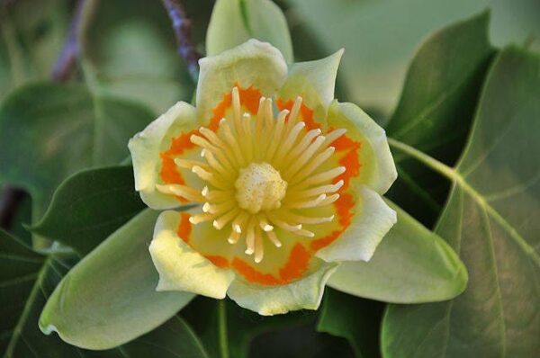 Liriodendron Tulipifera - imagine 3
