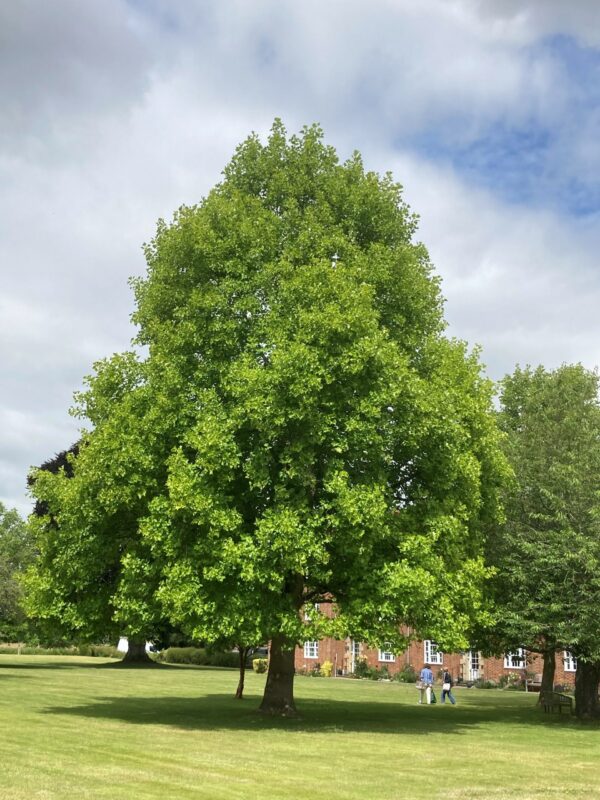 Liriodendron Tulipifera - imagine 2