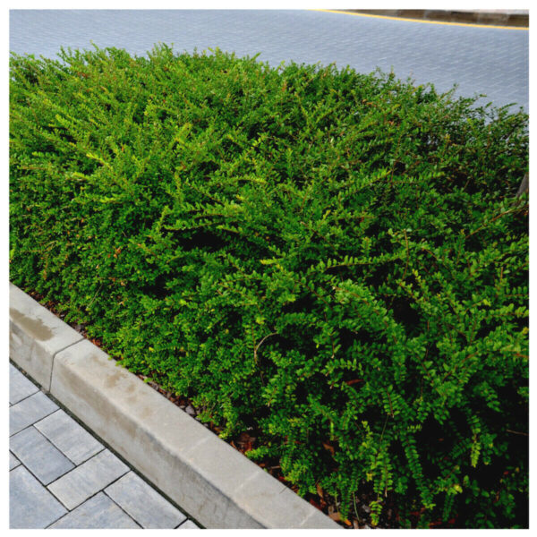 Lonicera Pileata Moss Green