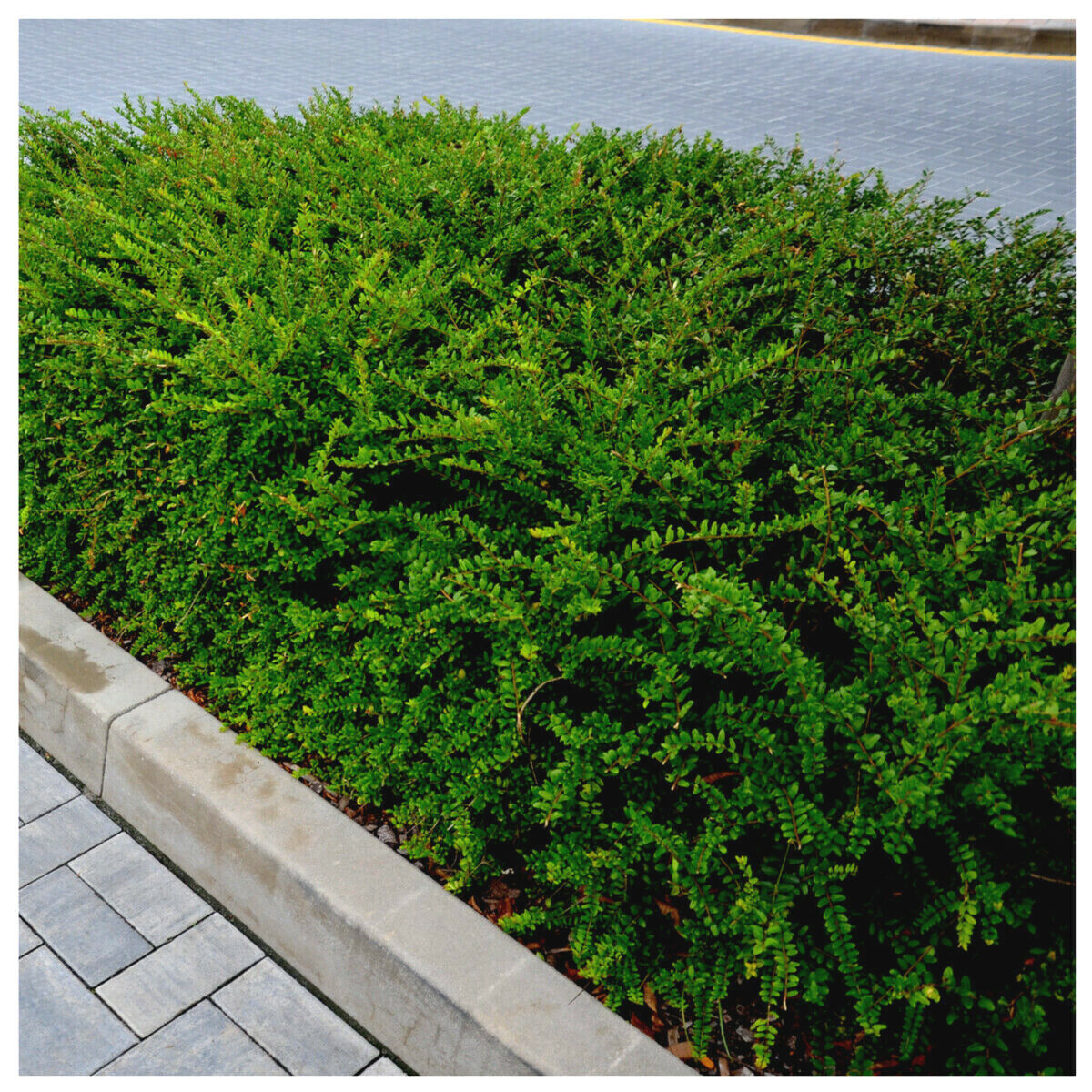 Lonicera Pileata Moss Green