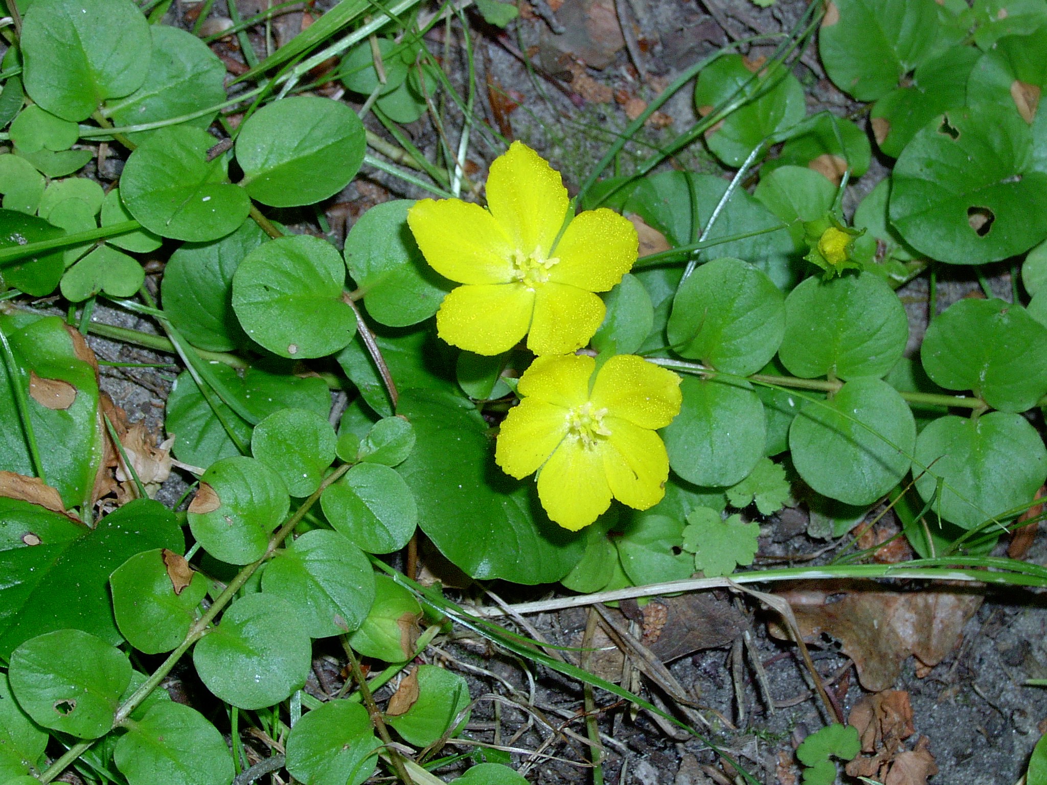 Lysimachia Nummularia Ssp.