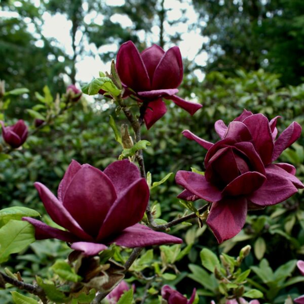 Magnolia Genie