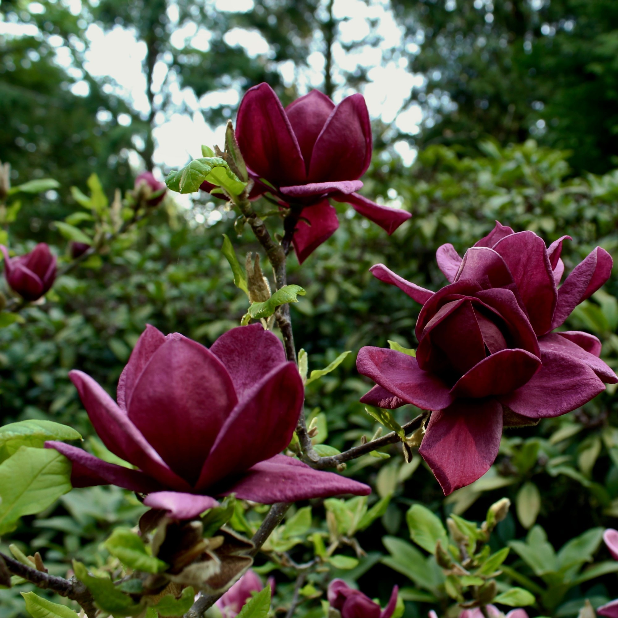 Magnolia Genie