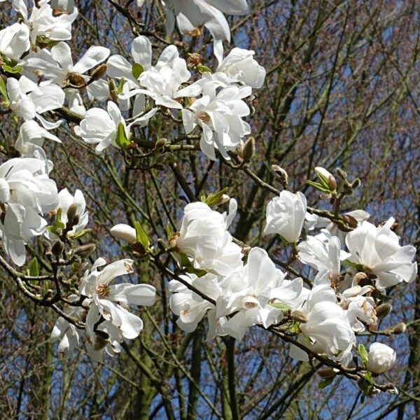 Magnolia Kobus - imagine 3