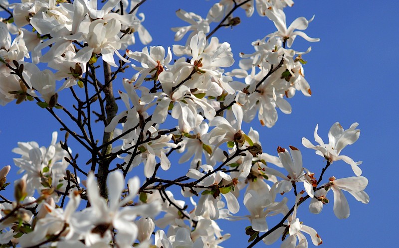 Magnolia Kobus