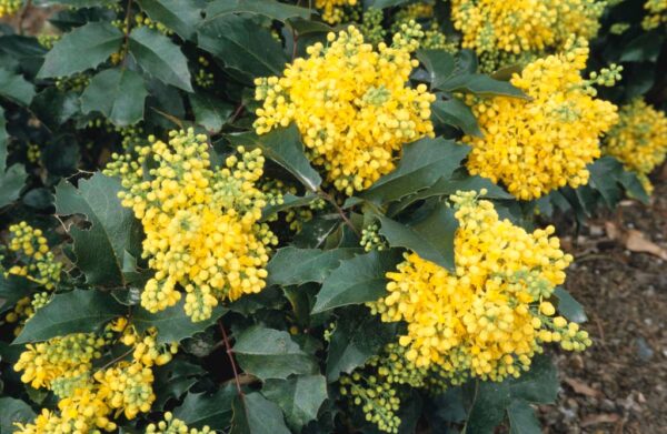 Mahonia Aquifolium