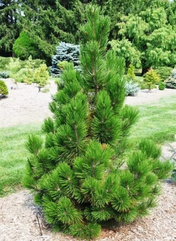 Pinus Leucodermis Malinki