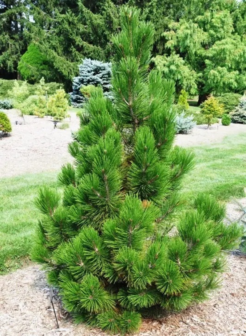 Pinus Leucodermis Malinki