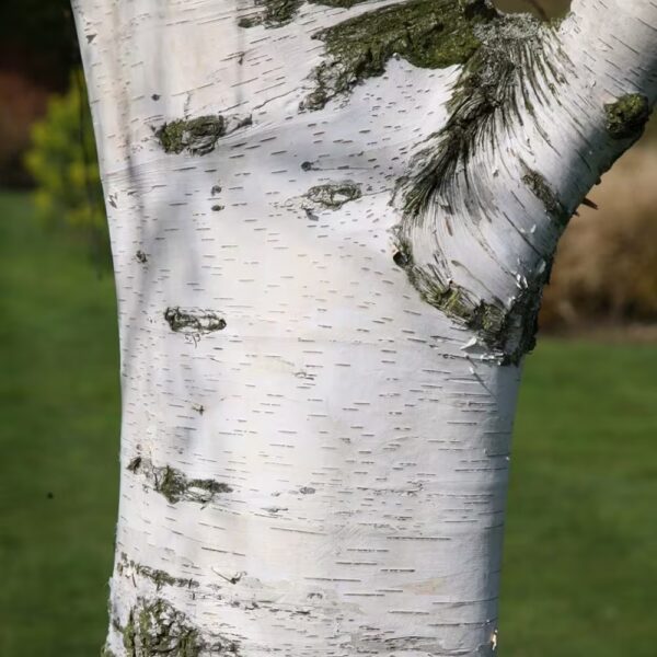 Betula Pendula Ssp. - imagine 2