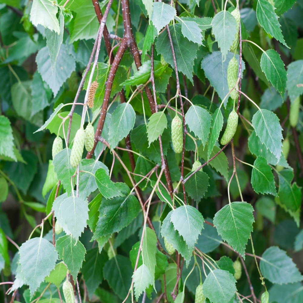 Betula Pendula Ssp.