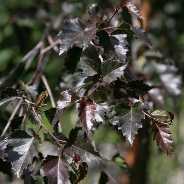 Betula Pendula Ssp. - imagine 6