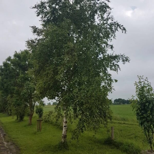 Betula Pendula Ssp. - imagine 3