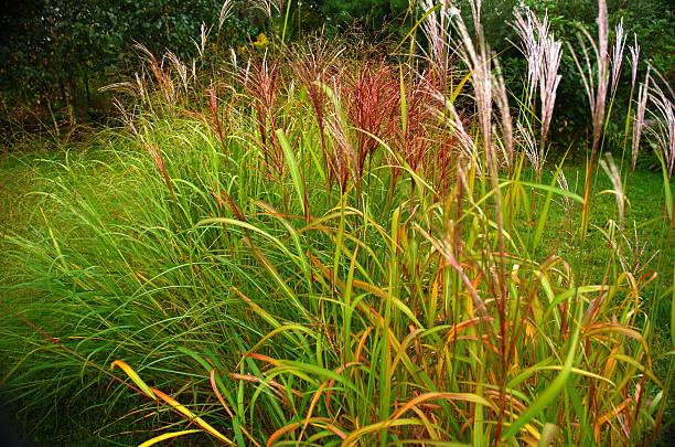 Miscanthus Sinensis Ssp.