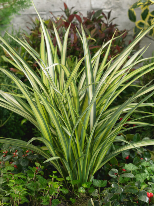 Miscanthus Sinensis Ssp. - imagine 2