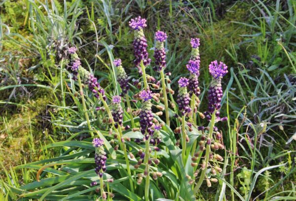 Muscari Comosum - imagine 2