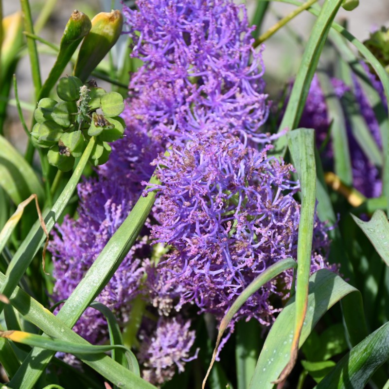 Muscari Comosum
