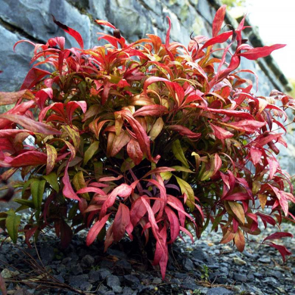 Nandina Domestica Fire Power