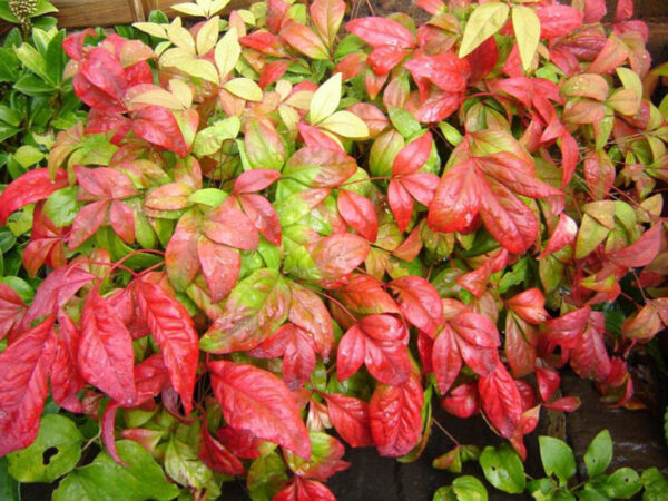 Nandina Domestica Fire Power - imagine 2