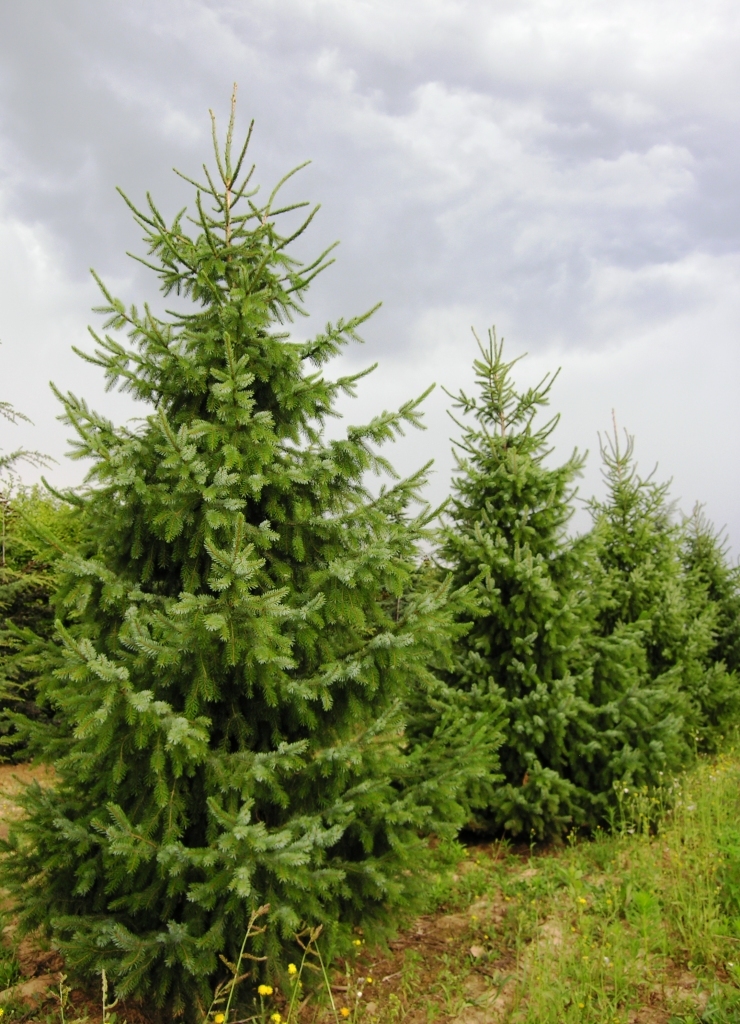 Picea Omorika
