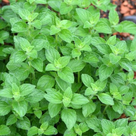 Origanum Vulgare