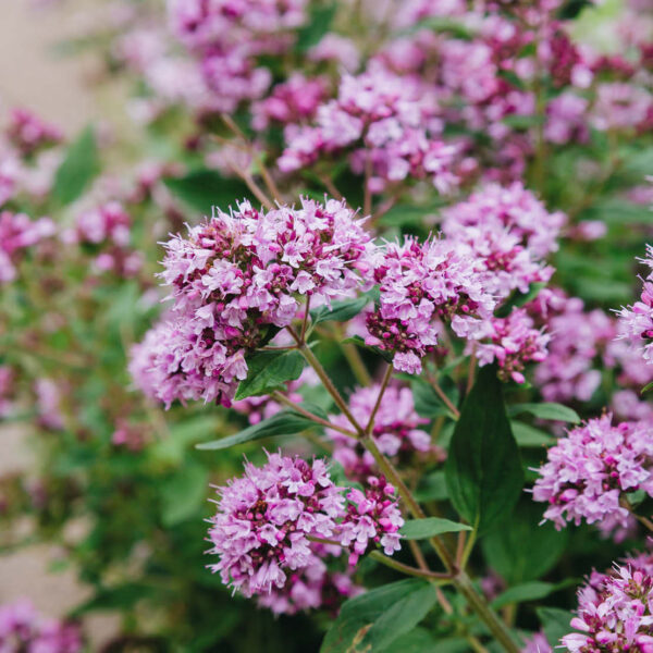 Origanum Vulgare - imagine 2