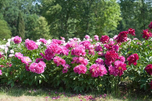 Paeonia Lactiflora Ssp. - imagine 2