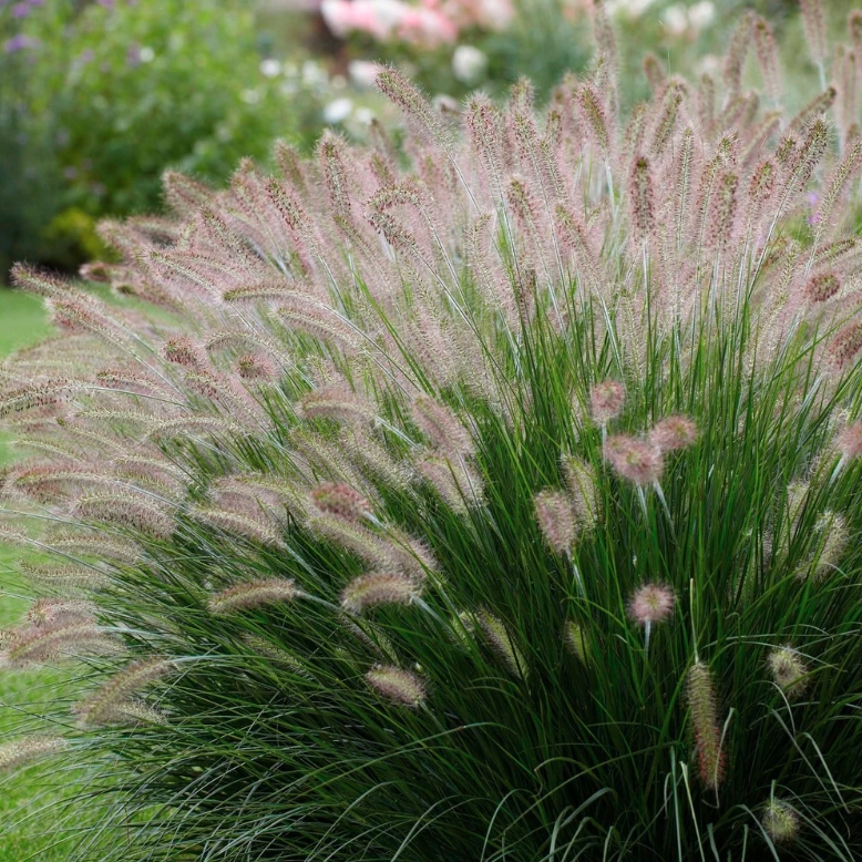 Pennisetum Alopecuroides Ssp.
