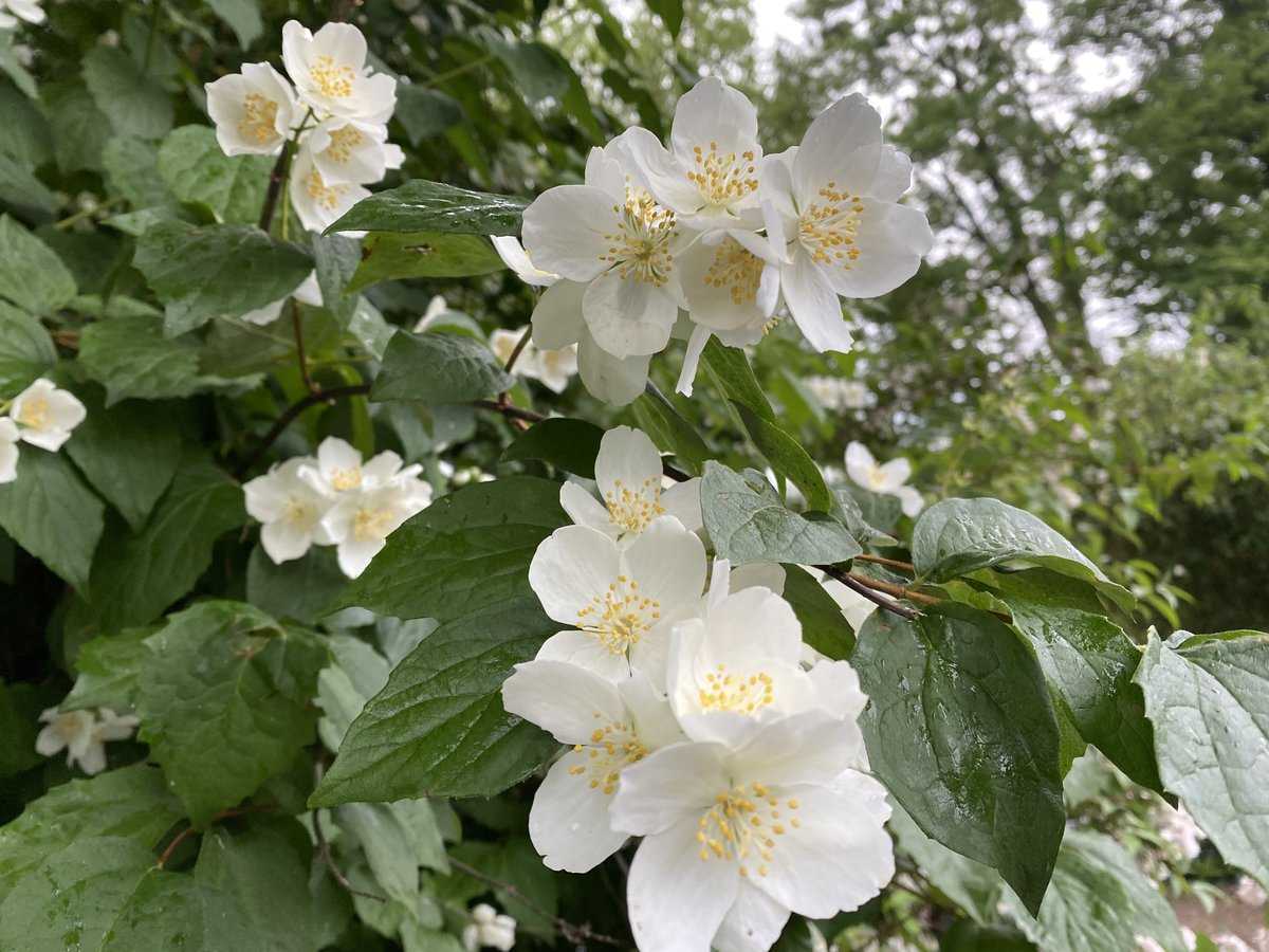 Philadelphus Coronarius Ssp.