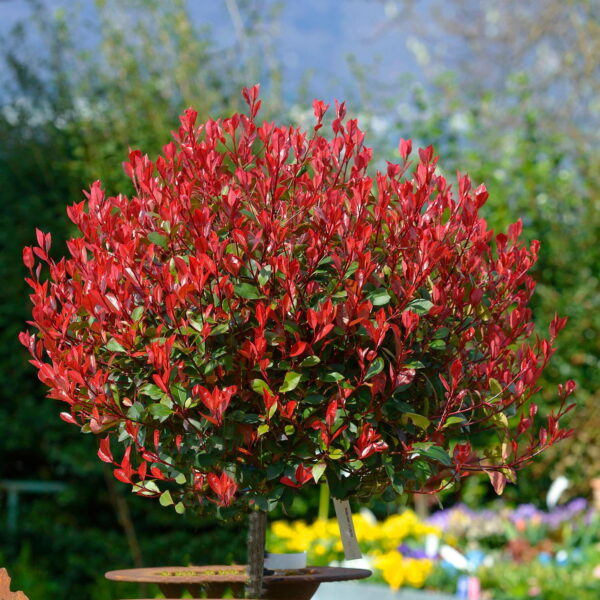 Photinia Fraseri Red Robin - imagine 3