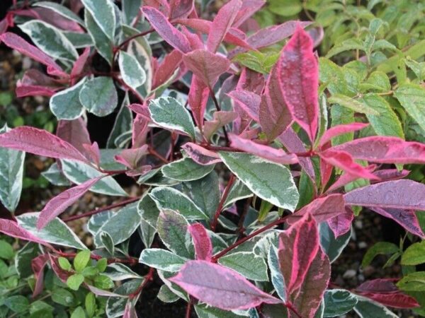 Photinia Fraseri Variegata - imagine 2