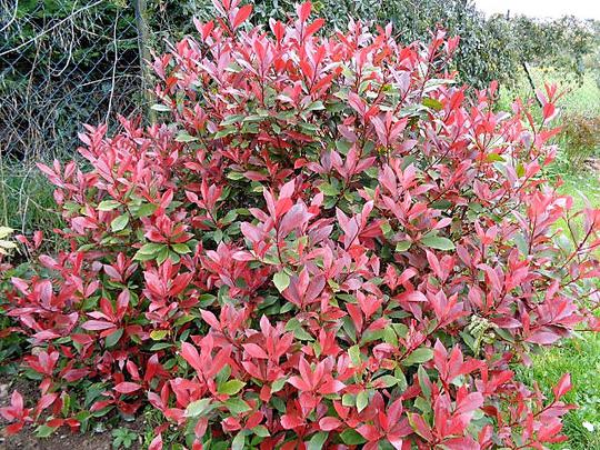 Photinia Nana
