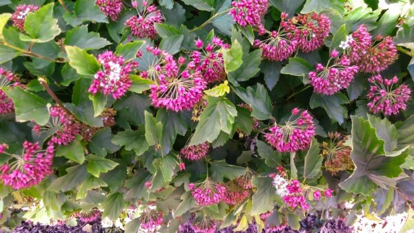 Physocarpus Opulifolius Spp.