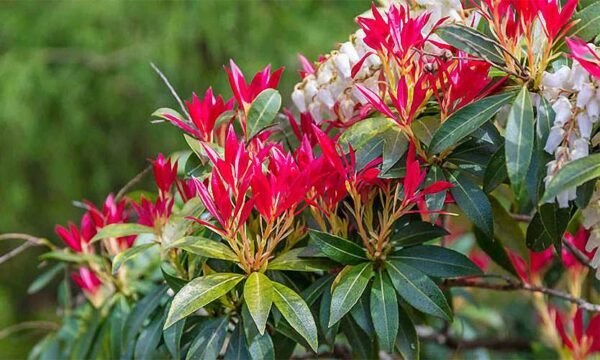 Pieris Forest Flame