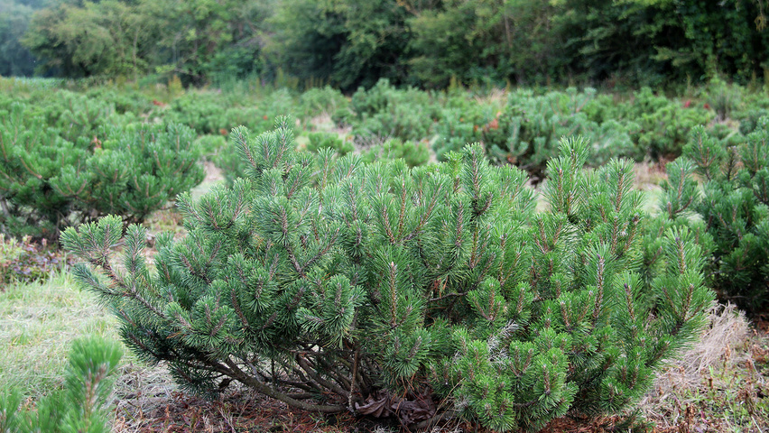 Pinus Mugo Ssp.
